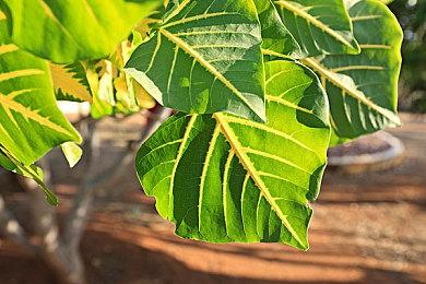 《怪物猎人：崛起》PC玩家遇到”保存失败“bug